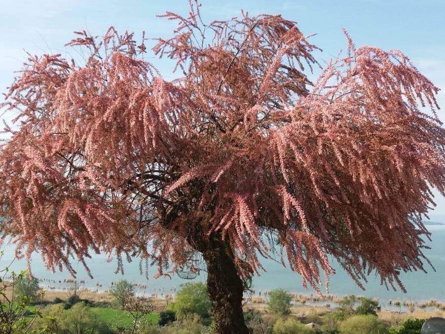 باسّينيانو سول تْرازي B&B Torre Del Lago Trasimeno المظهر الخارجي الصورة